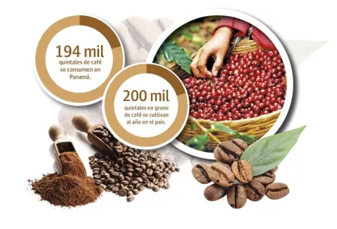 Precio del café importado afecta producción nacional
