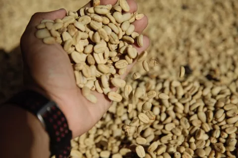 Aprueban medidas para impulsar la producción cafetalera