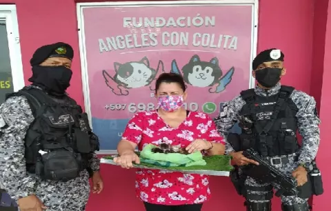 Linces salvan a cinco gatos de morir dentro de una bolsa amarrada
