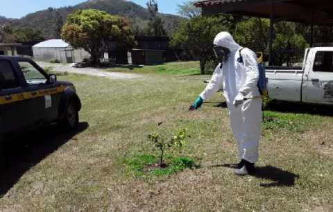 Instalan cerco sanitario en el Valle de Antón por bacteria en la plantación de cítricos