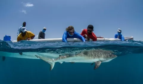 MarAlliance obtuvo recursos para la conservación de tiburones 