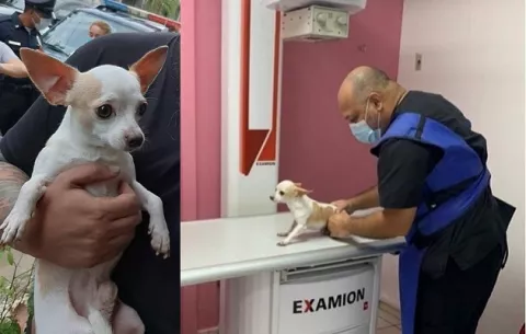 Duque, el perro rescatado en Pacora, sufre múltiples lesiones tras maltrato de su dueño
