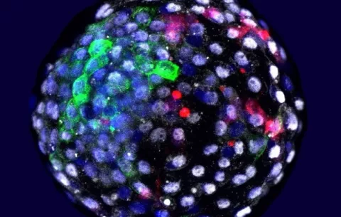 Científicos españoles cultivan embriones de mono con células humanas en China
