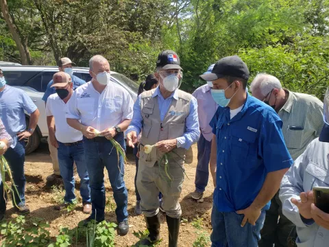 A través del programa Panamá Solidario comprarán cebollas no afectadas por inundaciones en Coclé  