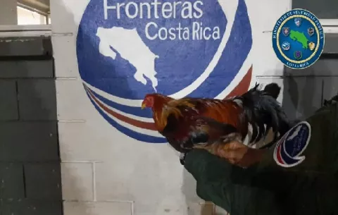 Decomisan dos gallos de pelea de contrabando en el área fronteriza en Golfito