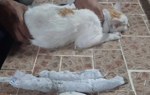 Atrapan a gato que intentaba introducir drogas a cárcel de Nueva Esperanza, en Colón