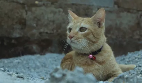 Gatos: Señales para identificar de problemas urinarios 