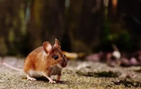 Minsa detecta tercer caso de hantavirus en lo que va del año, este se registra en Chepo