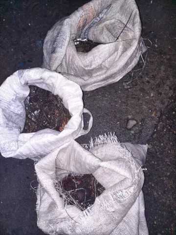Incautan 32 langostas a cuatro sujetos que violaron la veda en Colón