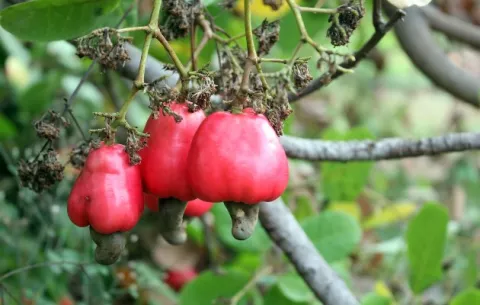 De lo común a lo especial: árboles de marañón resurgen como el ave fénix