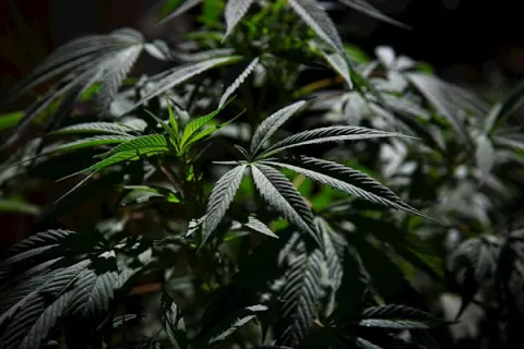 Legalización de la marihuana y el tortuoso camino en América