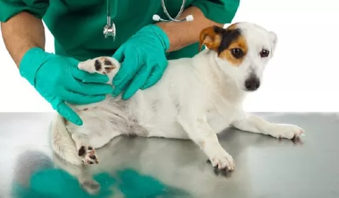 Perros: ¿Cómo controlar las pulgas? 