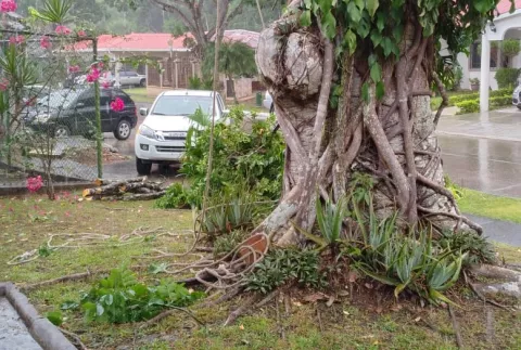 Autoridades detectan durante operativo permisos falsos para talar árboles 
