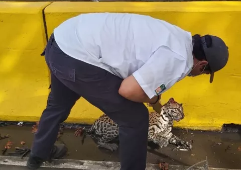Ocelote se recupera tras ser atropellado en el puente sobre el río Majagua en David