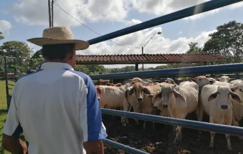 Ganaderos de Panamá Oeste piden apoyo de las autoridades para frenar el hurto pecuario