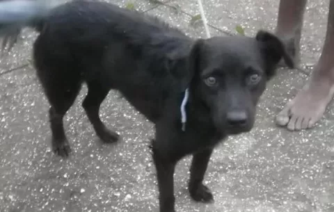 Rescatan a un perro que estaba en la cima de un cerro de piedras, en la provincia de Colón