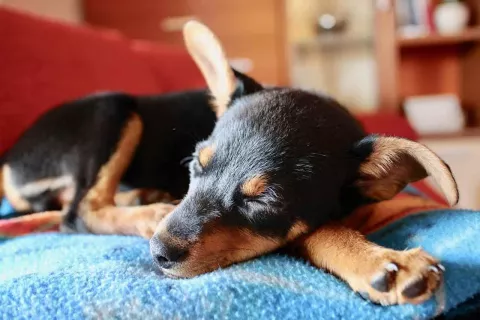¡Cuidado con la otitis canina!