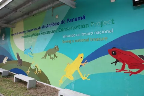 Panamá reproduce ranas para salvarlas de su extinción