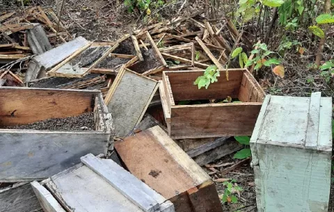Acaban con más de un millón de abejas para robarse la miel en Veraguas