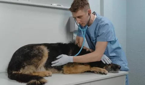 Día Mundial del Médico Veterinario: Riesgos y desafíos