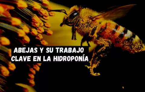 Día Mundial de las Abejas: polinizadores con un trabajo clave en la hidroponía
