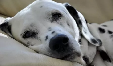 ¿Cómo identificar la anemia canina?