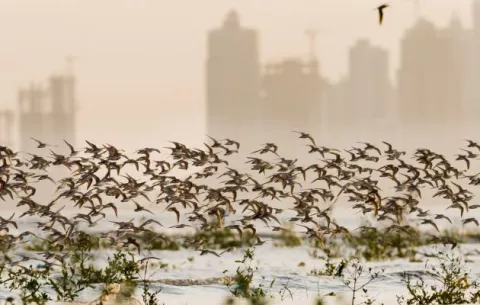 Conozca cuáles serán los mejores lugares para observar las aves migratorias este sábado 8 de mayo