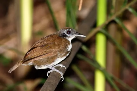 Más de mil especies de aves habitan en el país; 12 son endémicas