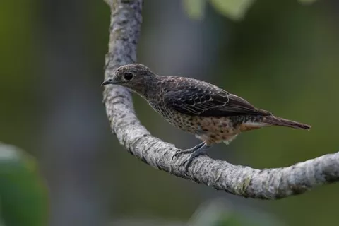 Panamá busca ser 'líder' en avistamiento de aves en Centroamerica