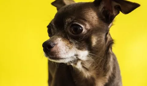 Cuidados y curiosidades de los chihuahuas