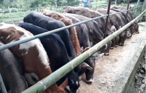 Productores panameños catalogan de guerra comercial no arancelaria el bloqueo de Costa Rica