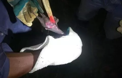 Mida está detrás de reducir mordeduras por murciélagos que transmiten la rabia 