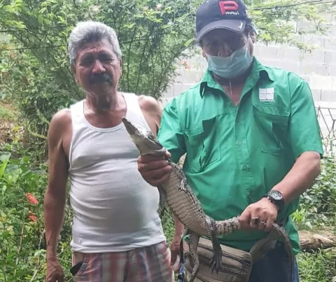 MiAmbiente rescata coyote y lagarto en el sector de Nuevo México en Sabanitas, Colón  
