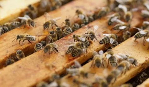 Objetivo del Día Mundial de las Abejas