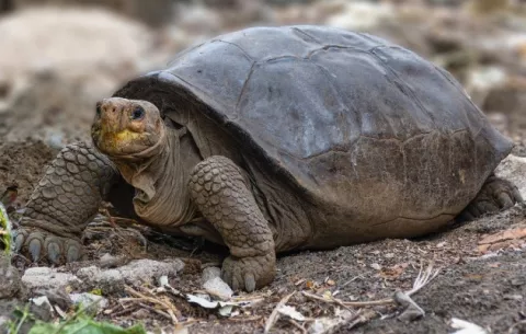 Encuentran tortuga que se creía extinguida hace más de cien años en Galápagos