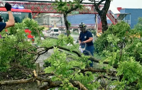 Lluvias causan caída de árboles y dejan a varios sectores sin luz en  Panamá y Panamá Oeste