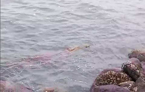 MiAmbiente investiga muerte de lagarto aguja en playa de Los Santos