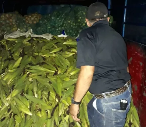 Aduanas retiene a tres nicaragüenses que viajaban ocultos en un camión entre sacos de limones y maíz  