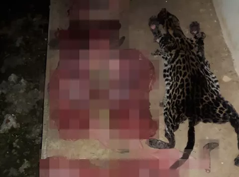Aprehenden a hombre que portaba la piel de un ocelote y carne silvestre