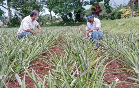 Investigan degradación de suelos en áreas de cultivo de piña en La Chorrera