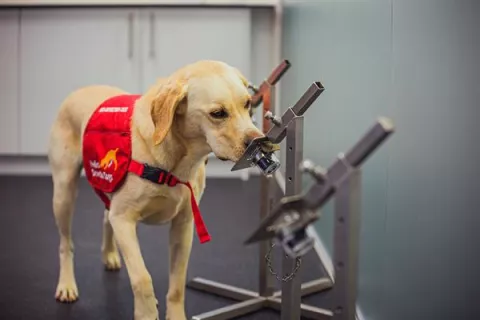 Los perros pueden detectar la covid-19 con una precisión de hasta el 94 %
