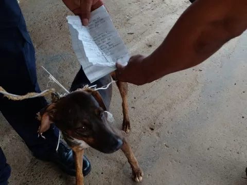 Detectan a perro con carta en su cuello que detallaba la venta de presuntas sustancias ilícitas en La Joya