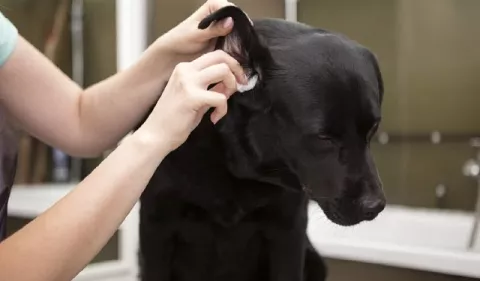 Perros: ¡Ojo con la limpieza de sus orejas!