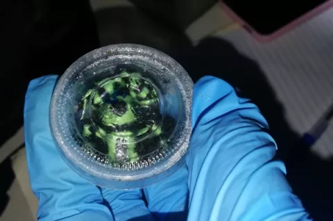 Detienen a tres personas por presunto tráfico ilegal de ranas