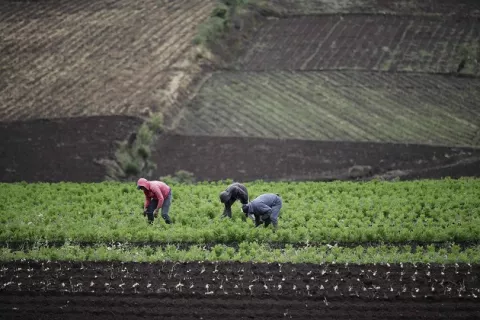 Sistemas alimentarios de América está en  transición