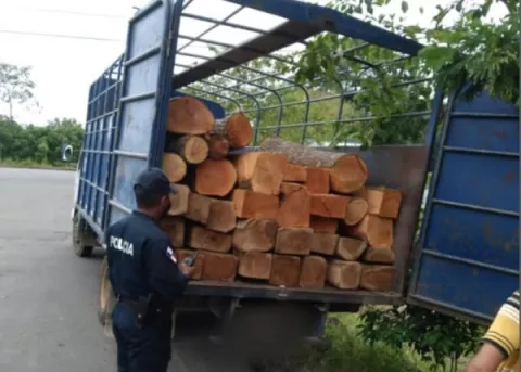 Retienen a dos vehículos con más de 100 piezas de madera ilegal en Chiriquí