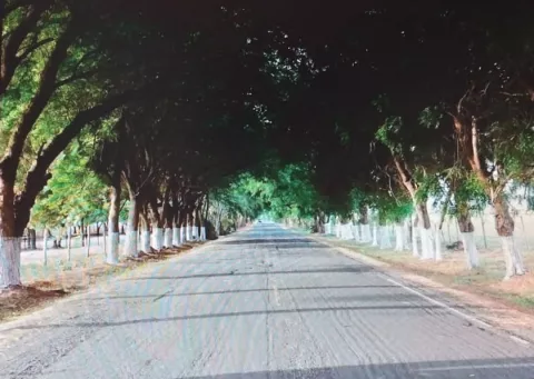 Empresa eléctrica resarcirá daños por poda y tala ilegal en el paseo Blanca Mejía de Guararé