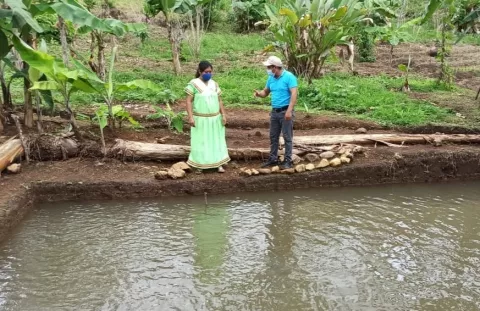 Cría de peces, actividad rentable en poblados apartados de la comarca Ngäbe-Buglé