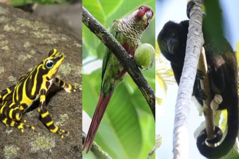 ¿En qué zonas de Panamá se encuentran los animales más extraños y únicos? 