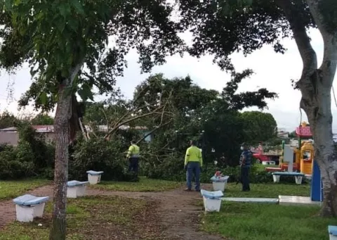 MiAmbiente autoriza remoción de dos árboles caídos en el Parque 8 de diciembre en La Chorrera